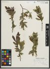 Foto von Salix myrtillifolia Anderson
